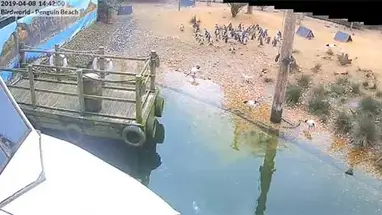 Pinguïnstrand, Birdworld online-webcam