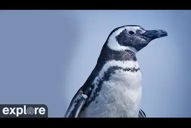 Penguin Habitat Webcam