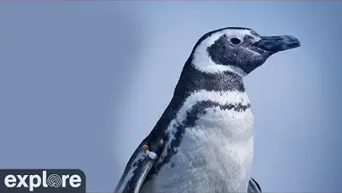 Hábitat de Pingüinos, Acuario del Pacífico cámara web en vivo