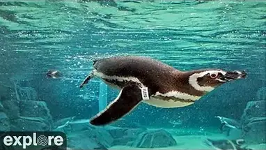 Penguin Habitat, Aquarium van de Stille Oceaan, weergave 2 online-webcam