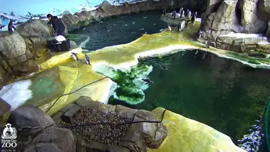 ペンギン、カンザスシティ動物園 ウェブカメラのライブストリーム