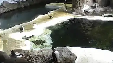 Zoológico y acuario de Kansas City cámara web en vivo