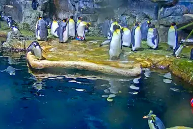 Pinguini, Piramide dell'Acquario di Moody Gardens