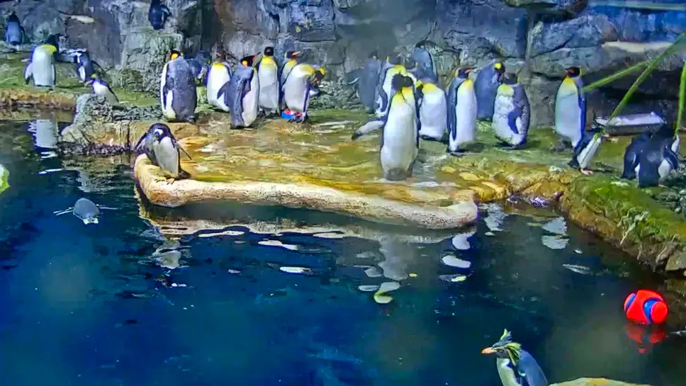 Live Webcam Penguins, Moody Gardens Aquarium Pyramid