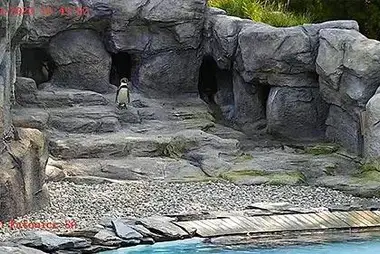 Penguins Cam, Silesian Zoo