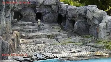 Pinguine, Schlesischer Zoo Online-Webcam