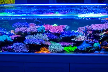 Peninsula Reef Aquarium, Warren