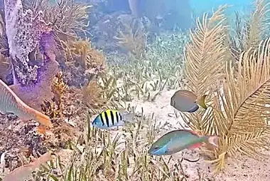 Công viên tiểu bang John Pennekamp Coral Reef