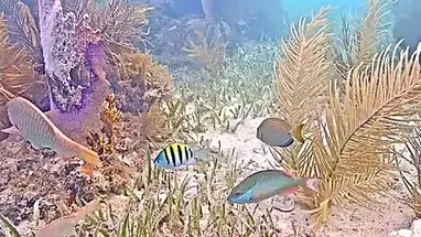 Công viên tiểu bang John Pennekamp Coral Reef phát trực tiếp qua webcam