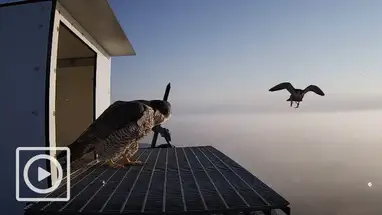 Wanderfalken-Vogelhaus, Ede, Niederlande Online-Webcam