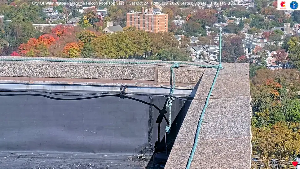 Live Webcam Peregrine Falcon East Roof, Wilmington