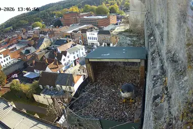 Peregrine Falcon Nest Box, All Saints Church, High Wycombe
