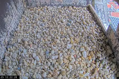 游隼巢箱，圣母塔，阿默斯福特