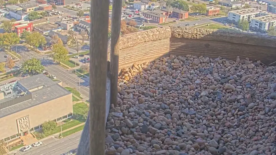 Webcam online Wanderfalken-Nistkasten, Nebraska State Capitol