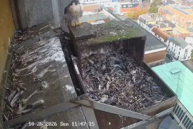 エイルズベリー、カウンティ・ホールのハヤブサの張り出しと巣箱（全景）