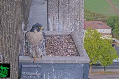 Saliência de ninho de falcão-peregrino, hospital de Ealing, Londres