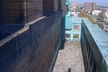 Saliência de nidificação dos falcões-peregrinos, Wayne State University, Detroit