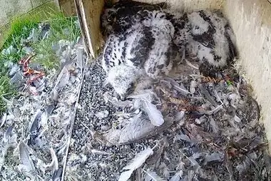Peregrine Falcon Nest