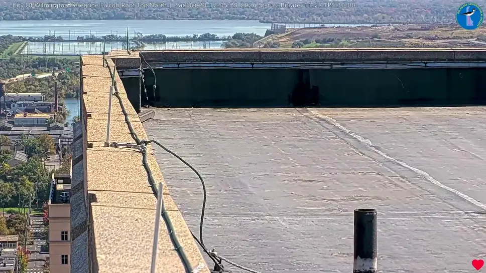 Live Webcam Peregrine Falcon North Roof, Wilmington