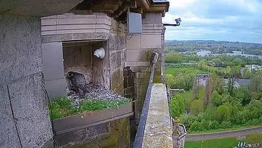 Falco pellegrino, Oudenaarde webcam dal vivo