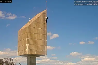 Wanderfalken am Wasserturm, Orange