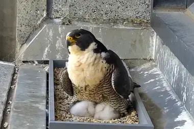 Webcam at the peregrine falcon nest, Melbourne