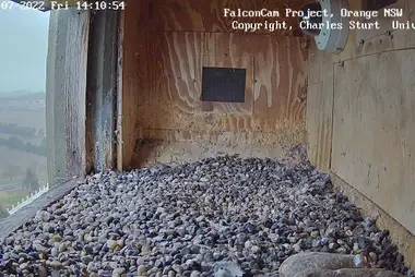 Peregrine falcon nest, Orange