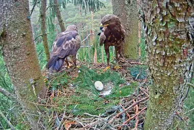 Webcam near the spotted eagle's nest, central Latvia