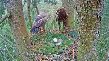 Aquila maculata minore in abete rosso, Zemgale webcam dal vivo