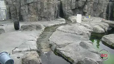 Ijsbeer, dierentuin van Alaska online-webcam