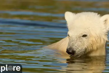 Webcam in the aviary of polar bears in Denmark