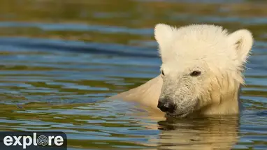 Kutup ayıları, Skandinavisk Dyrepark canlı web kamerası