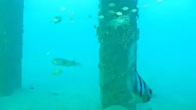 폼파노 비치 언더워터, 플로리다 웹캠 라이브 스트림