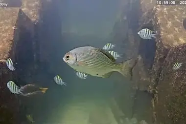 Plaża Pompano Wahoo Bay na Florydzie