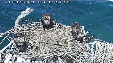 Port Lincoln Osprey Live Cam