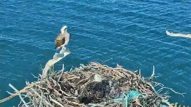 ऑस्प्रे घोंसला, पोर्ट लिंकन, दक्षिण ऑस्ट्रेलिया लाइव वेबकैम प्रसारण