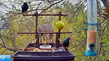 Allen Bird, Pretoria Live Cam