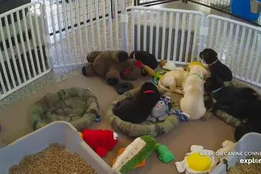 Yavru Köpek Gelişim Merkezi, Boyds