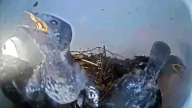 Nid de Purple Martin, Terrapin Cove, Leesburg webcam en direct