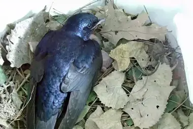Webcam in the nest of the North American swallow