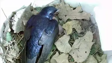 Nest der nordamerikanischen Schwalbe, Erie Online-Webcam