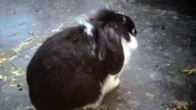 Веб-камера Кроличий домик, Нидерланды в реальном времени