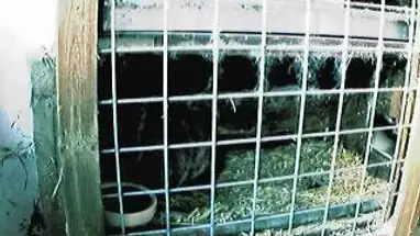 Casa do coelho, Holanda, vista 2 webcam ao vivo