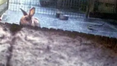 Casa do coelho, Holanda, vista 3 webcam ao vivo