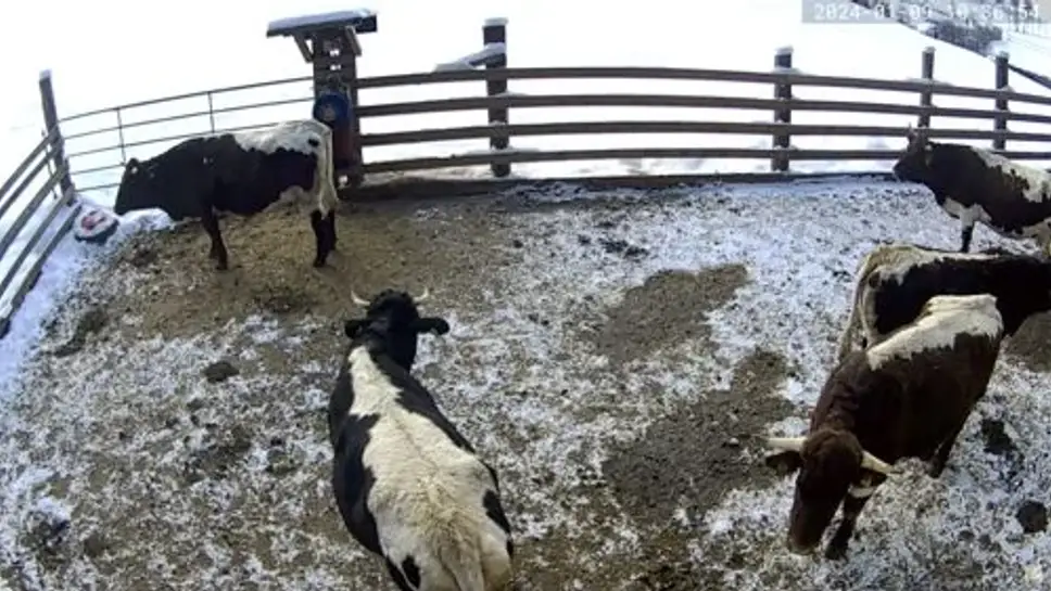 Live Webcam Cow Sanctuary, Austria