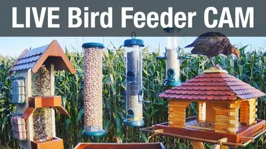 Bird Feed, Recke Live Cam