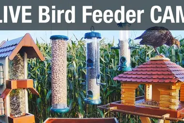 Bird feeder, Recke, Germany