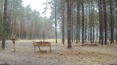 Red Deer, Estonia Live Cam