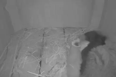 Kızıl Panda Yuva Kutusu, Trevor-Lovejoy Hayvanat Bahçesi