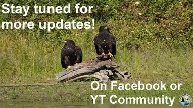 Nidos de águilas calvas, Redding, California cámara web en vivo